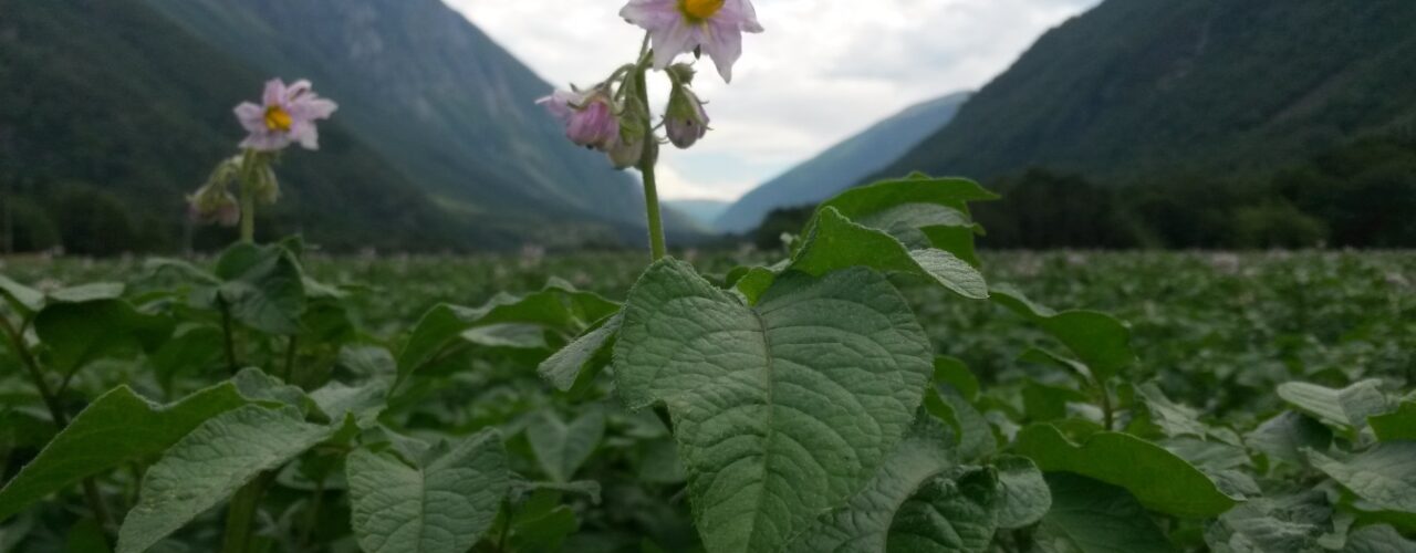 SIRKULÆRØKONOMI: Potetdyrkere i Midt-Norge ønsker seg mer mold i jorda. Norsøk skal finne ut om restråstoff fra tangforedling egner seg til formålet. (Foto: Tatiana Rittl)