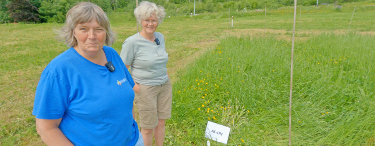 Seniorforsker Anne-Kristin Løes (NORSØK) sammen med forsøkstekniker Anne de-Boer (NIBIO) ved forsøksfeltet på Tingvoll (Foto: Vegard Botterli)