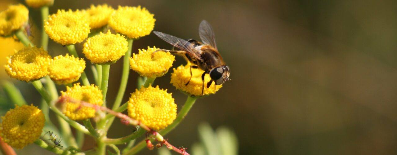 Beespoke Heading (Photo: Atle Wibe)