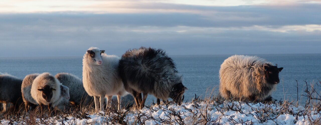 Gammelnorsk sau på utegang, Særværet Villsau. (Foto: Landbrukets Økoløft)