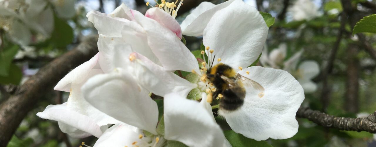 Humle I Plommeblomst (Foto: Anita Land)