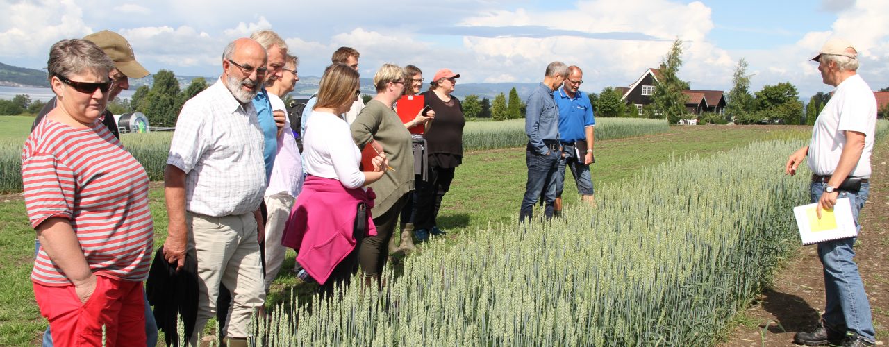 John Arne Dieseth i Graminor viste et stort mangfold av hvetesorter. (Foto: Eva Pauline Hedegart, NLR)