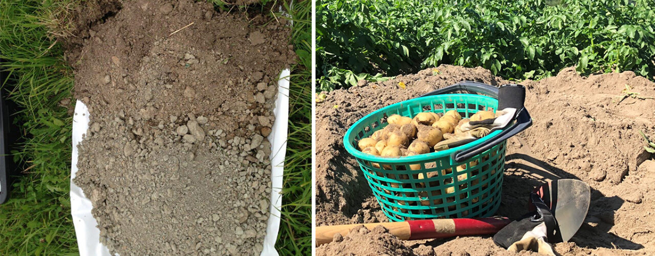 KARBONLAGRING: Karbon lagres ikke bare stillestående som organisk materiale i jord, men sirkulerer også i det biologiske kretsløpet fra planter til jord. Via ulike jordorganismer der noe av karbonet går ut i lufta igjen som CO2. NORSØK skal finne ut mer om hvor lenge karbonet holder seg i sandjord i eng- og potetproduksjon og om det er forskjeller i aktivitet og mengde av mikroorganismer (Foto: Reidun Pommeresche og Tatiana Rittl)