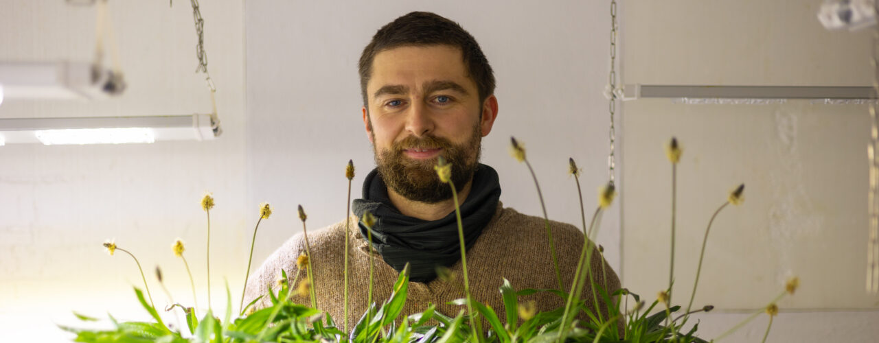 Doktorgradsstipendiat Maximilian Koch forsker på planten Smalkjempes effekt på jordhelse. Stoffer som disse plantene skiller ut i jorda kan kanskje motvirke sykdom som ødelegger store menger poteter hvert år. (Foto: Vegard Botterli)