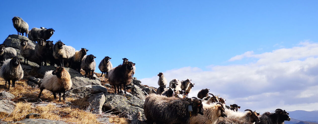 Old Norwegian spelsau (sheep breed) on heather pasture on Nerlandsøya. (Photo: Kristin Sørheim)