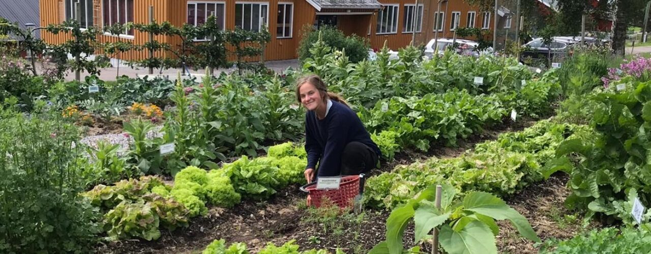 Sara i Stjernehagen Foto av Nartha Elshani Sara i Stjernehagen på Tingvoll gard (Foto: Nartha Elshani)