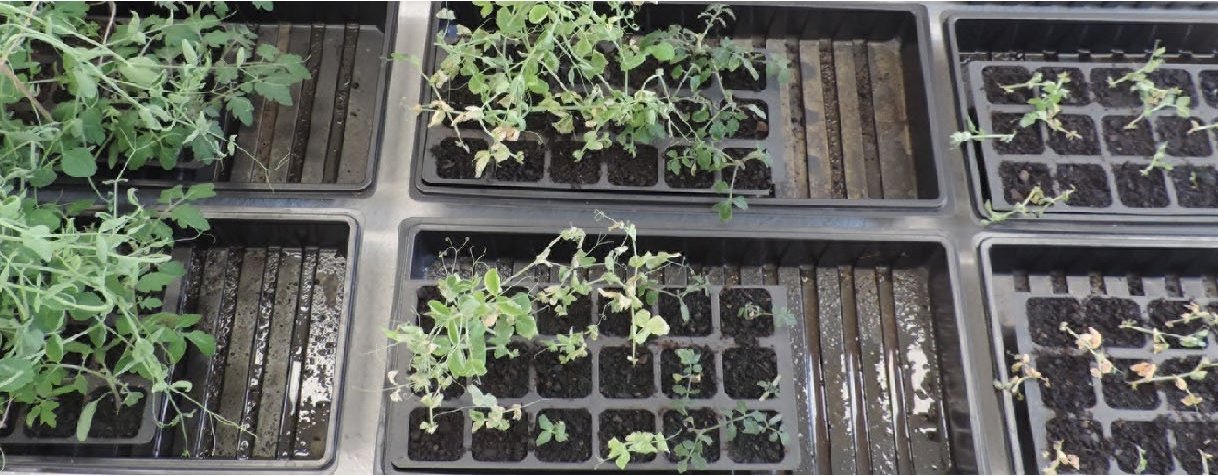 Erte Og Tomatplanter Gødsel Med Rester Av Pesticid A fertiliser with varying concentrations of clopyralid residues was applied to pea and tomato transplants. (Photo: Kirsty McKinnon)