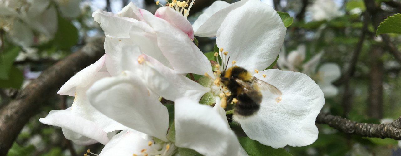 Humle I Plommeblomst Humle I Plommeblomst (Foto: Anita Land)