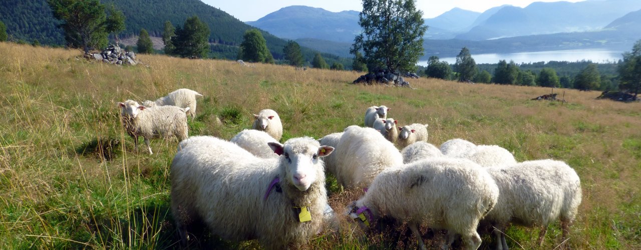 Aug 2014 Foto P Haugnes Slik så forsøksfeltet ut etter reetablering. (Foto: Peggy Haugnes)