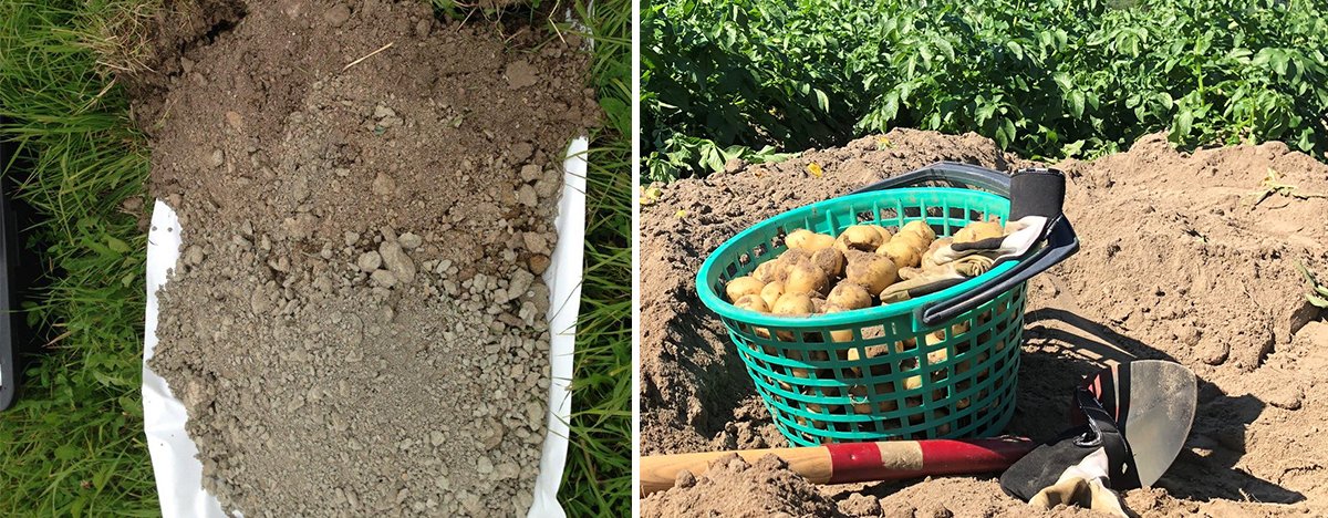 K Bep Toppbilde KARBONLAGRING: Karbon lagres ikke bare stillestående som organisk materiale i jord, men sirkulerer også i det biologiske kretsløpet fra planter til jord. Via ulike jordorganismer der noe av karbonet går ut i lufta igjen som CO2. NORSØK skal finne ut mer om hvor lenge karbonet holder seg i sandjord i eng- og potetproduksjon og om det er forskjeller i aktivitet og mengde av mikroorganismer (Foto: Reidun Pommeresche og Tatiana Rittl)