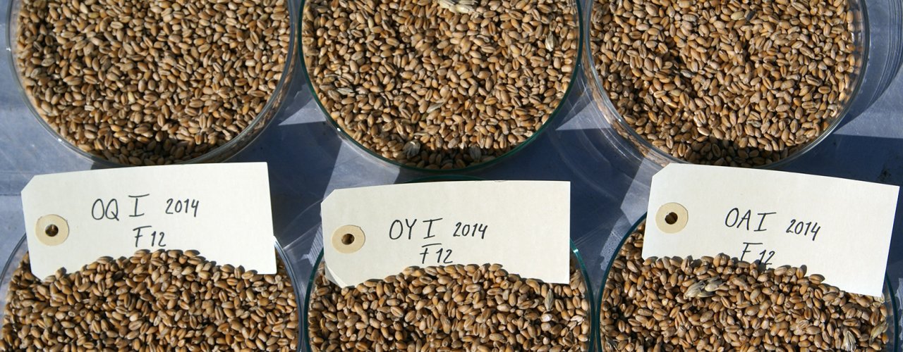 Dsc08319 Fro I økologisk dyrking er det også behov for planter med noe andre egenskaper enn de vanlige sortene, og dagens utvalg av sorter alt for lite. (Foto: Anne de Boer, NIBIO)