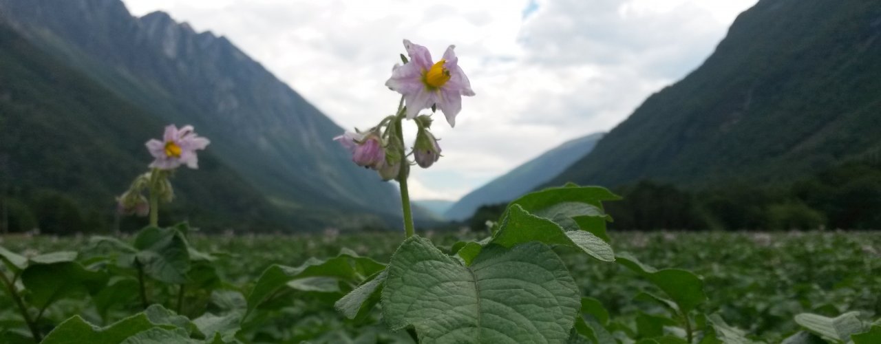 Potetblomst Sunndal SIRKULÆRØKONOMI: Potetdyrkere i Midt-Norge ønsker seg mer mold i jorda. Norsøk skal finne ut om restråstoff fra tangforedling egner seg til formålet. (Foto: Tatiana Rittl)
