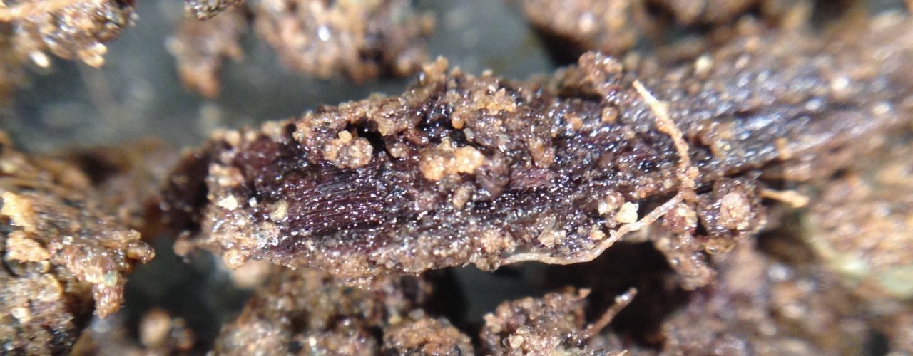 Bilde Til Nettside Prosjekt K Bep Organic material under decomposition in soil . (Photo: Reidun Pommeresche)