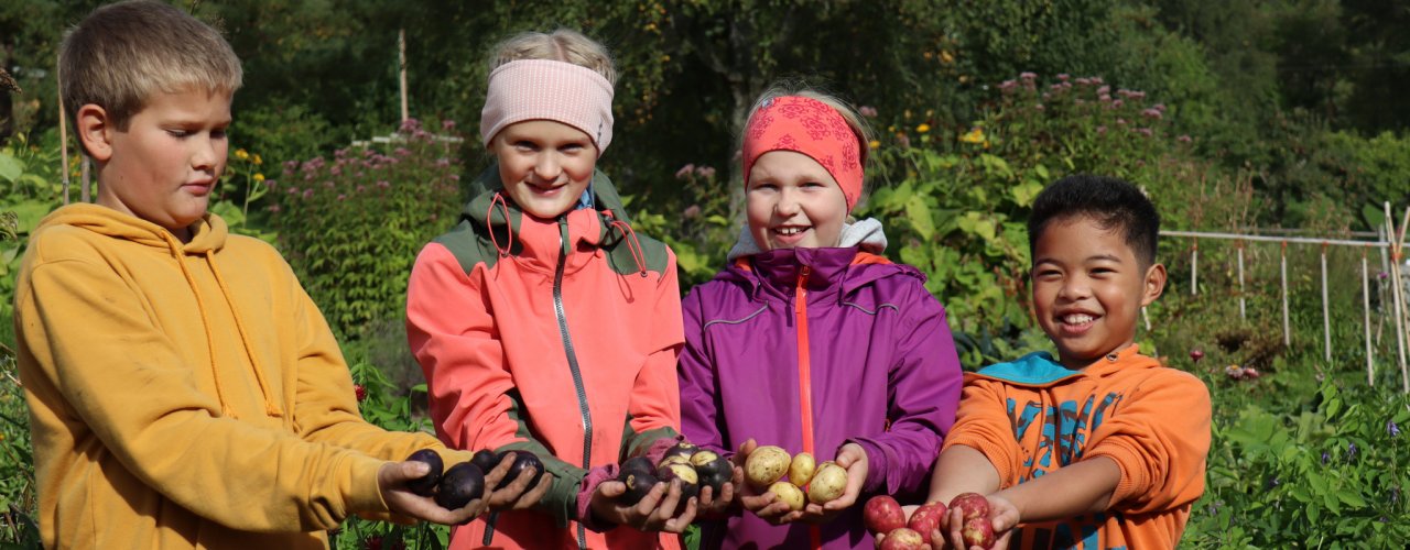 Breddebilde Høsting av poteter i Skolehagen (Foto: Vegard Botterli)