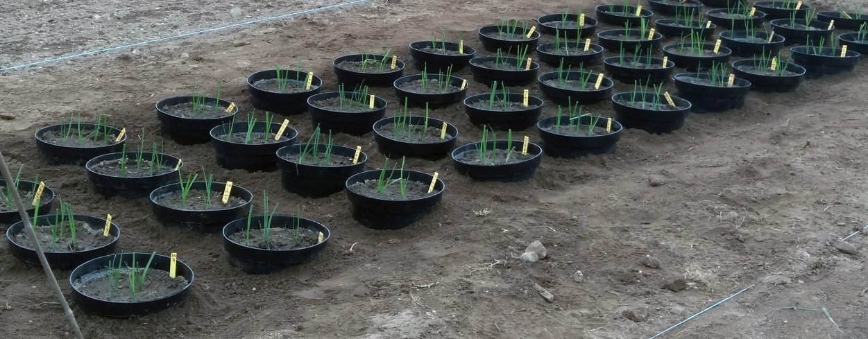 Hovedbilde Pottene etter planting av purre 24.5.2019 (Foto: Ishita Ahuja)