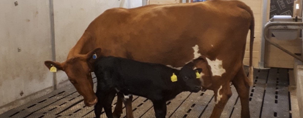 Smart Calf Care Ku og kalv i fellesarealet til SmartCalfCare under forsøket hos Senter for husdyrforsøk, Ås. (Foto: Julie Johnsen)