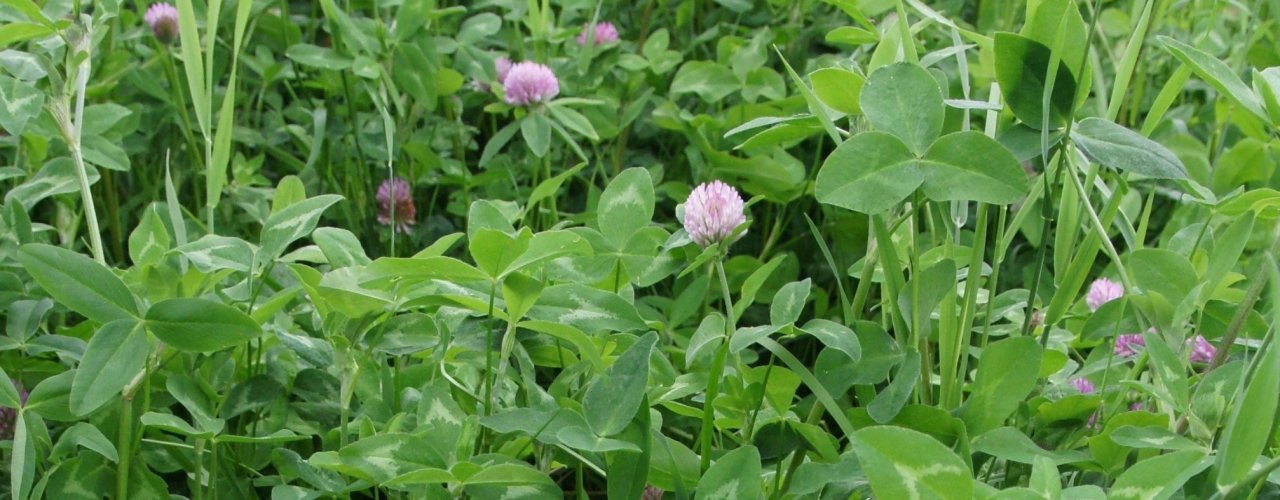 Klæver I Enga Heading Kløvereng Økologisk Jorde August 2009 Nær 3 Red clover improve soil fertility, and is important to sustain in grassland (Photo: Sissel Hansen)