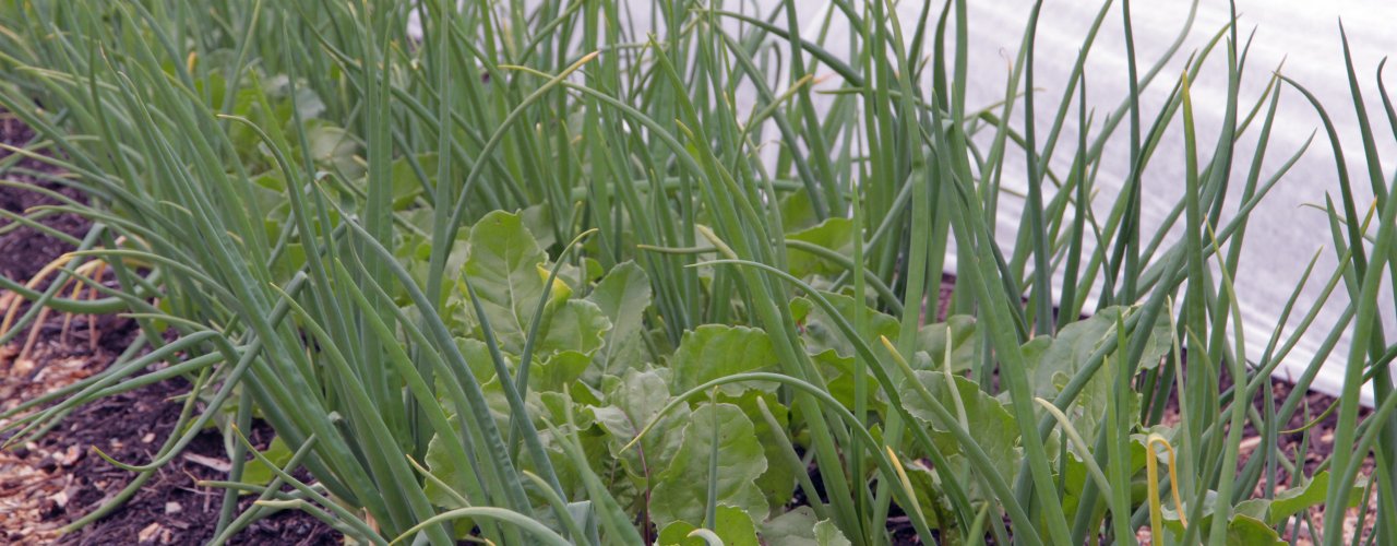 Grønnsaksdyring Foto Anita Land Det er stor risiko for utslipp av lystgass når det tilføres store mengder planterester som har et høyt innhold av nitrogen og karbohydrater som er lett tilgjengelig for organismene i jorda. Salat og hvitkløver er eksempler på vekster med mye lett nedbrytbart nitrogen, mens poteter, sukkerbeter og kålvekster inneholder mye lett nedbrytbare karbohydrater. (Foto: Anita Land)