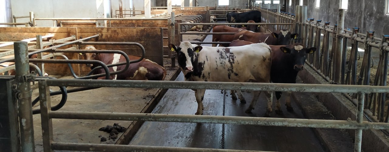 Løsdriftsfjøs Med Liggebåser Og Luftegårder For Økologiske Okser Løsdriftsfjøs med liggebåser og luftegårder for økologiske okser. (Foto: Juni Rosann E. Johanssen)