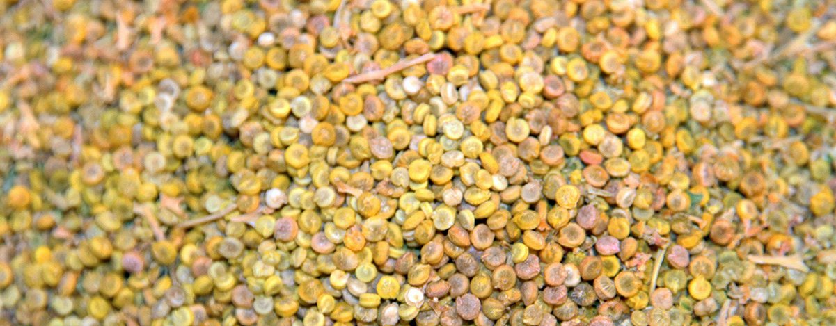Quina Anita Land 2229 Quina Anita Land 2229