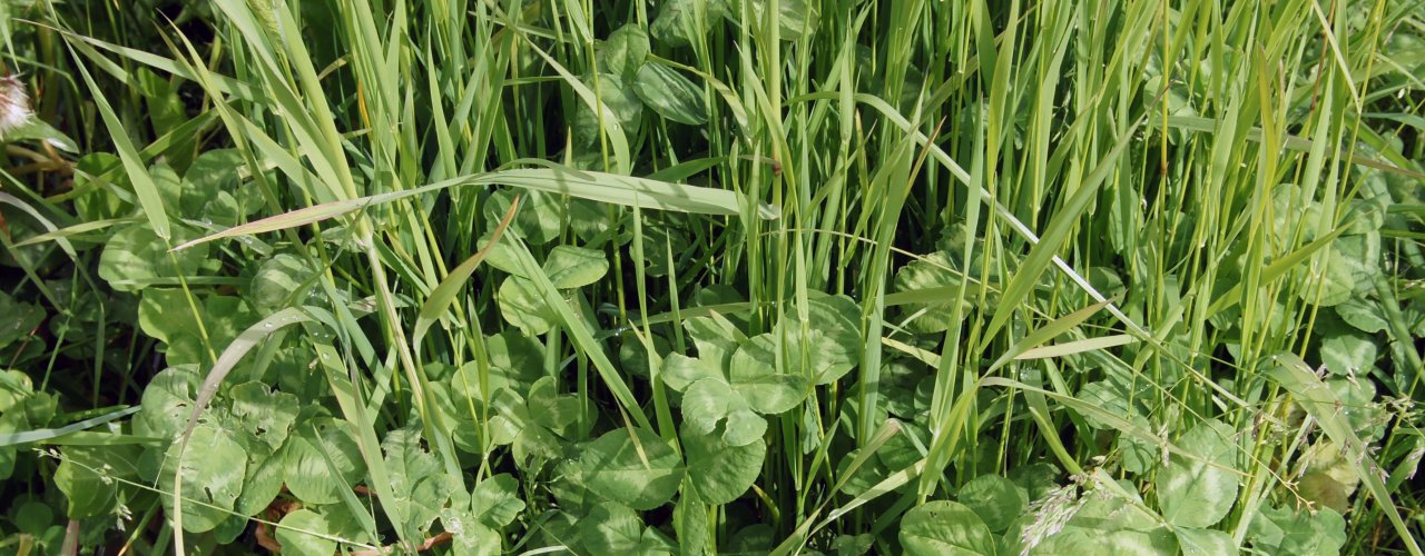 Foto Sissel Hansen16 Kløver Kvaliteten på graset er viktig i graslandet Norge. Blanding av kløver og gras gir god vekst og god kvalitet på fôret. (Foto: Sissel Hansen)