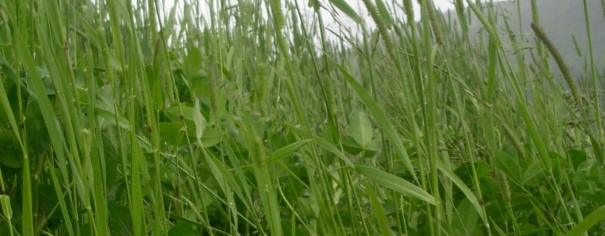 Bladproteiner Til For Sl 2005A Kan bladprotein av kløvergrasblanding bli fôr for svin? (Foto: Sissel Hansen)