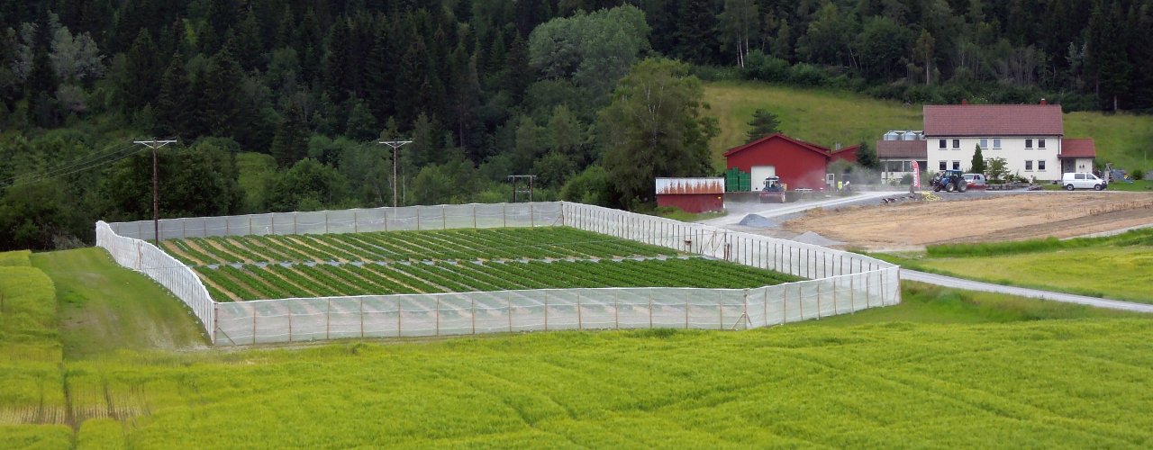 Fence Trap Aw Fence Trap Aw (Foto: Atle Wibe)