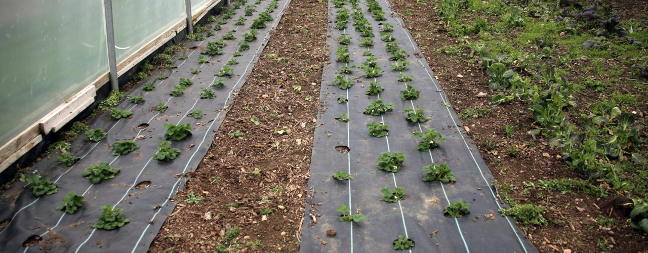 Plastic Mulch Plast er nyttig som jorddekke, men skaper avfallsproblemer hvis den ikke er fullstendig nedbrytbar. For rask nedbrytning gir problemer for den praktiske bruken (Foto: Ulrich Schmutz)