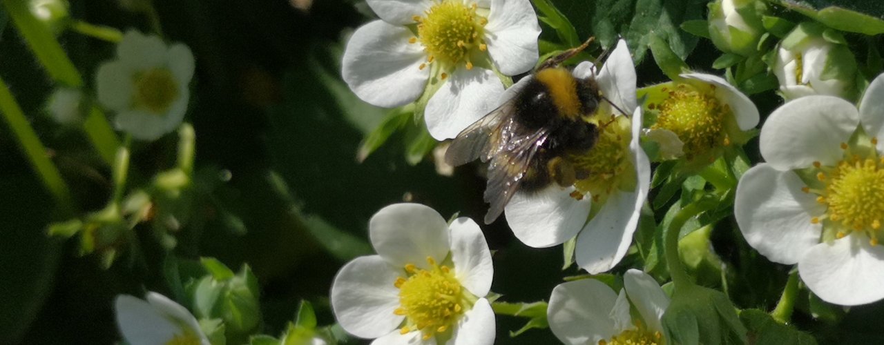 Pollibring Mørk Jordhumle (Bambus terrestris) på blomst av jordbær (Fragaria xananassa) (Foto: Atle Wibe)